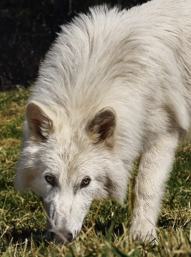 Dire Wolves: How Colossal Biosciences Managed to De-Extinct the Dire Wolf
